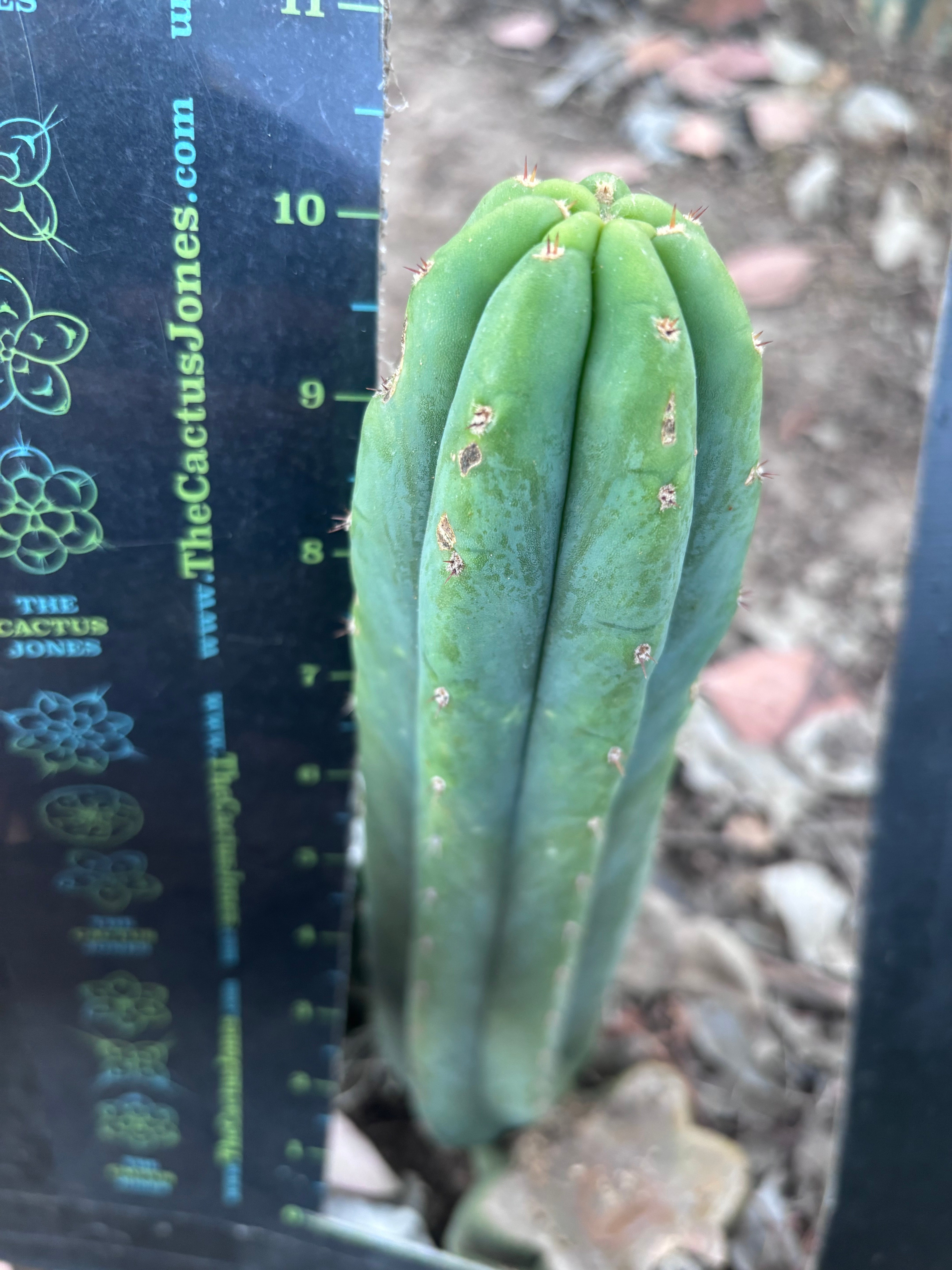 Custom listing for Alexi P