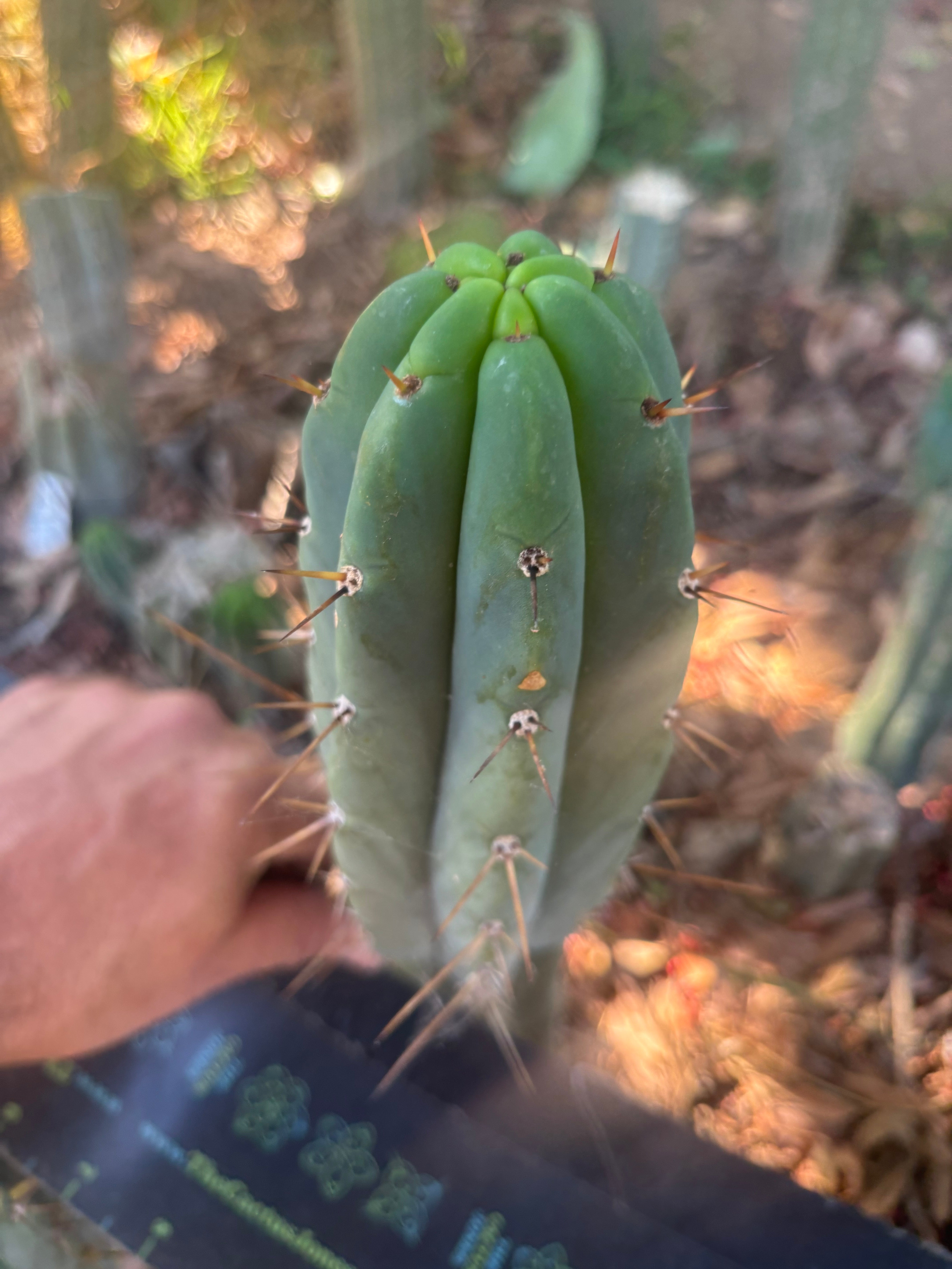 👑🌶️🌶️ Pala — Another 9” Tip