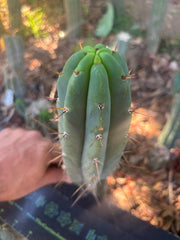 👑🌶️🌶️ Pala — Another 9” Tip