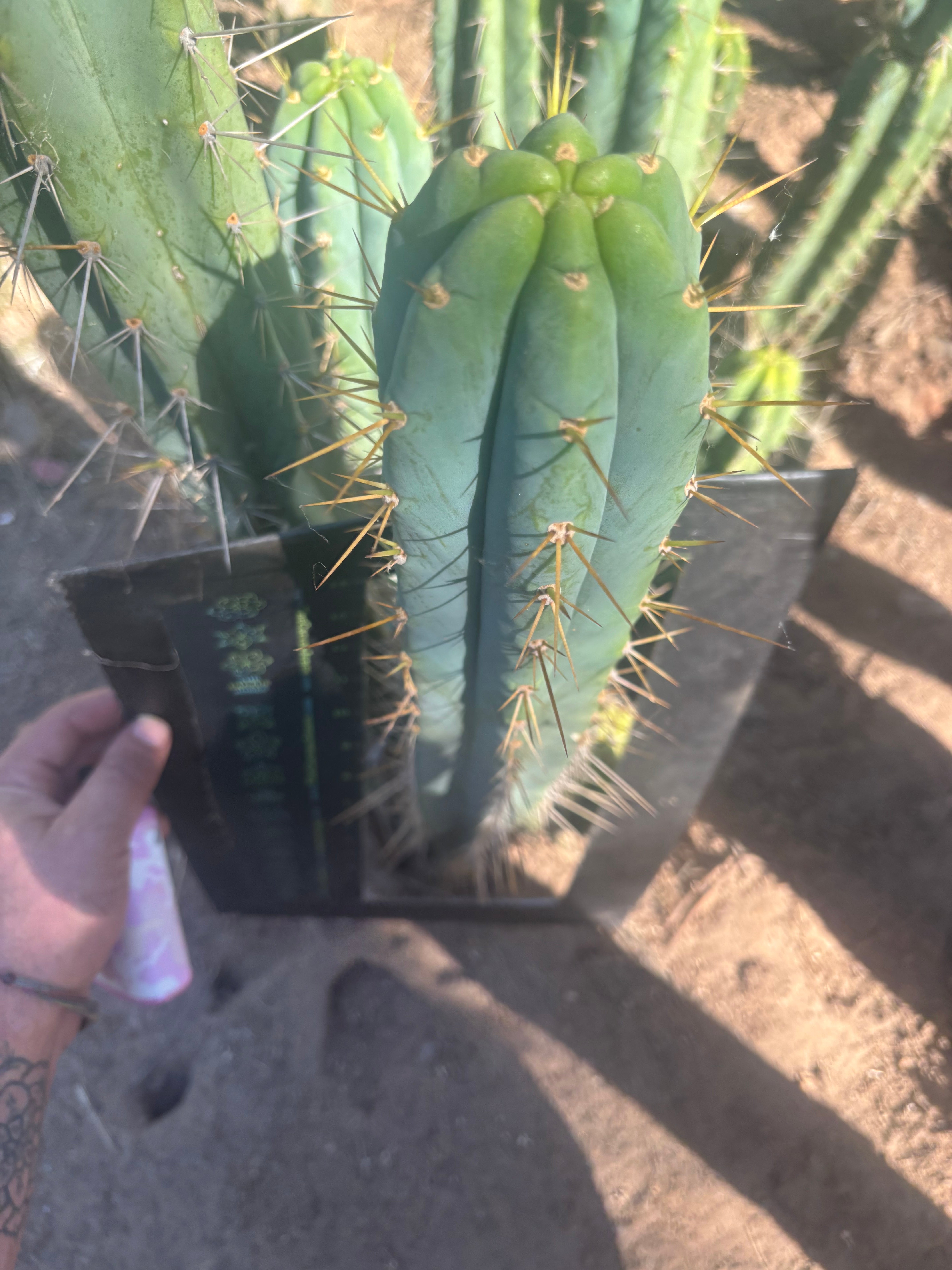 💎🌶️ 0102 — XXL Two Footer Tip (24”)