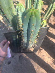 💎🌶️ 0102 — XXL Two Footer Tip (24”)