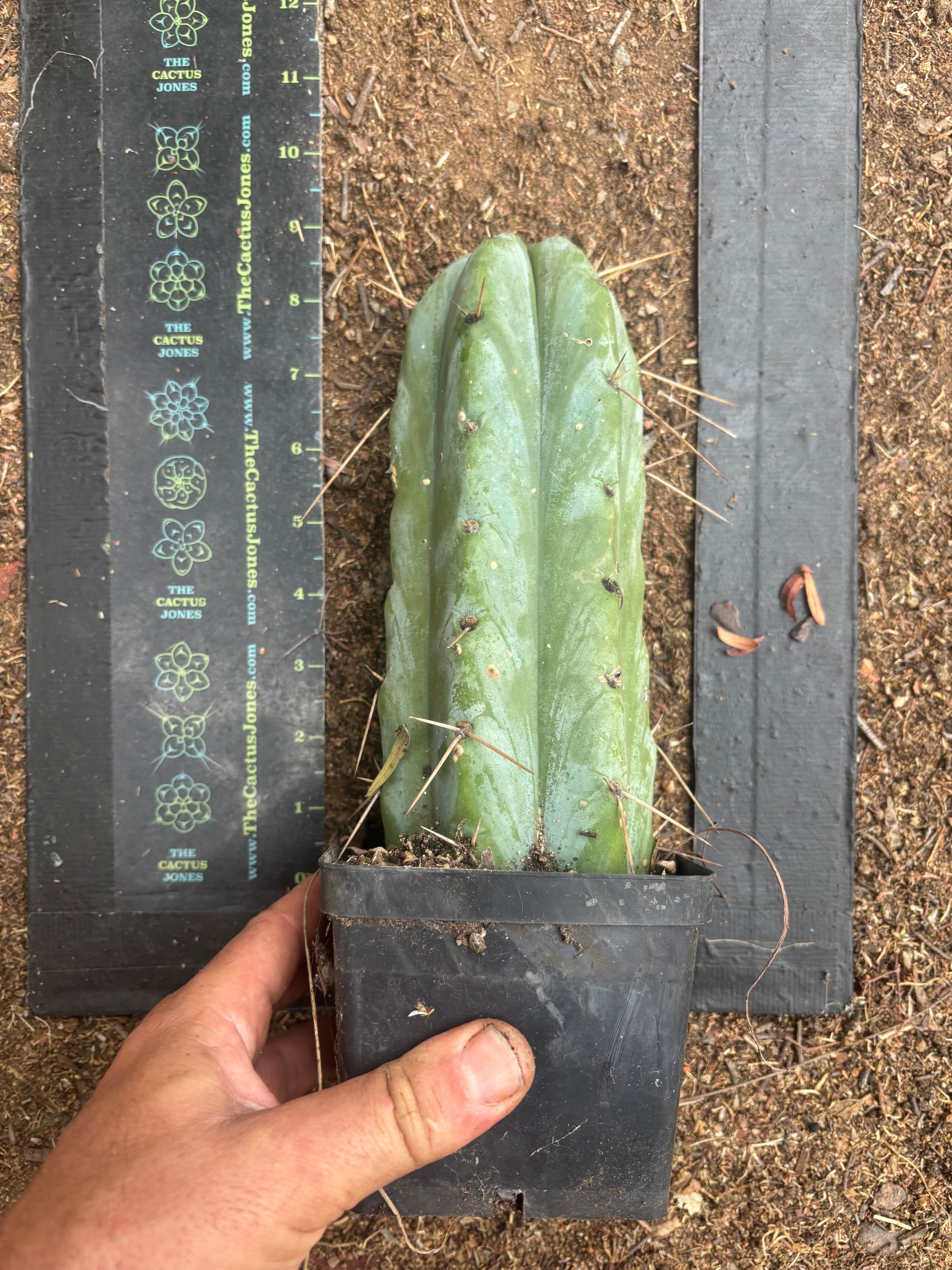 👑🌶️ Psycho0’  — Fat 9” Rooted Tip