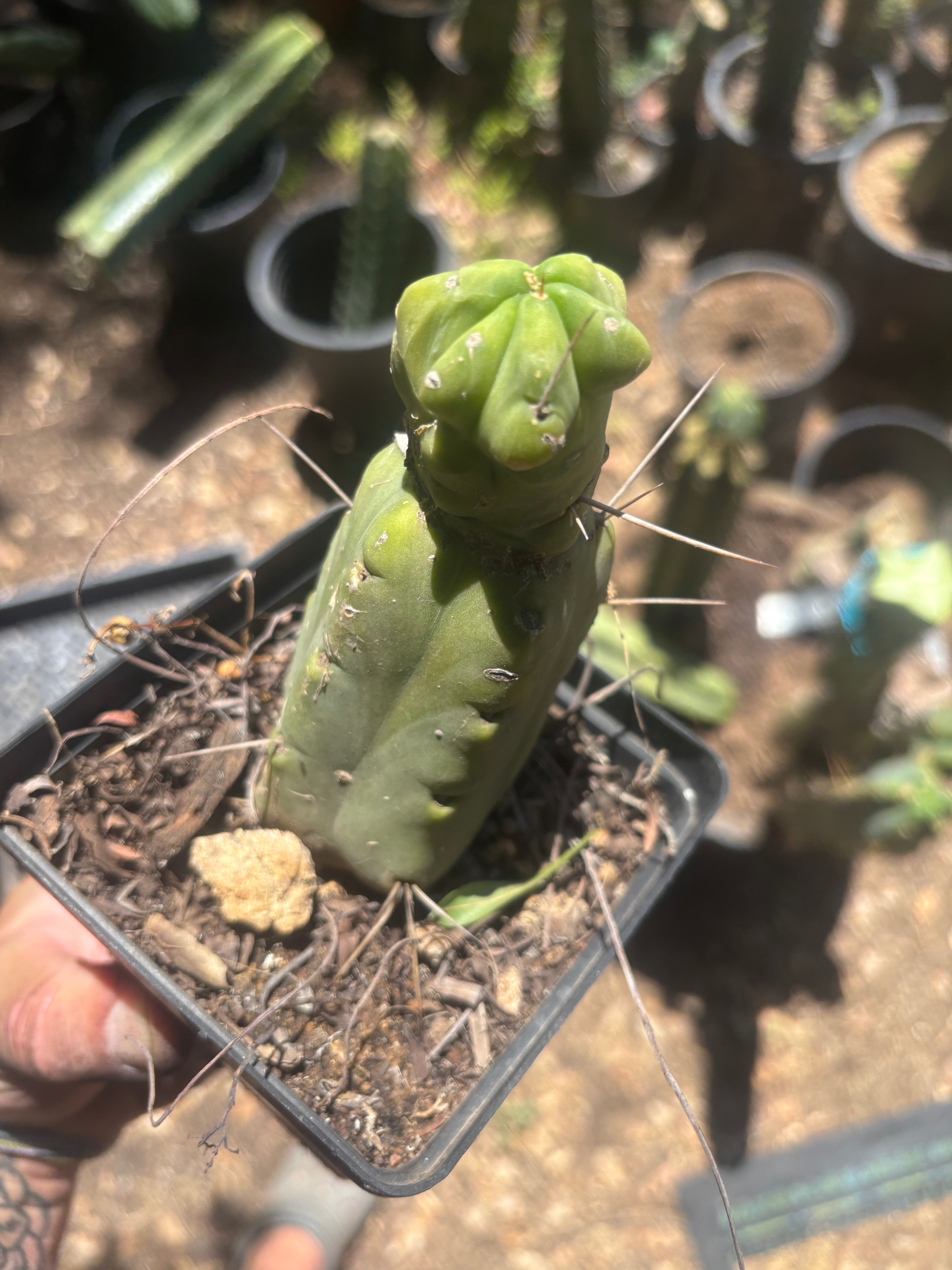 👑🌶️🌶️ Dulzura Wax — Small Rooted Tip