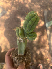 💎👑💎 Havran — Established Multi-Pup Graft on PC