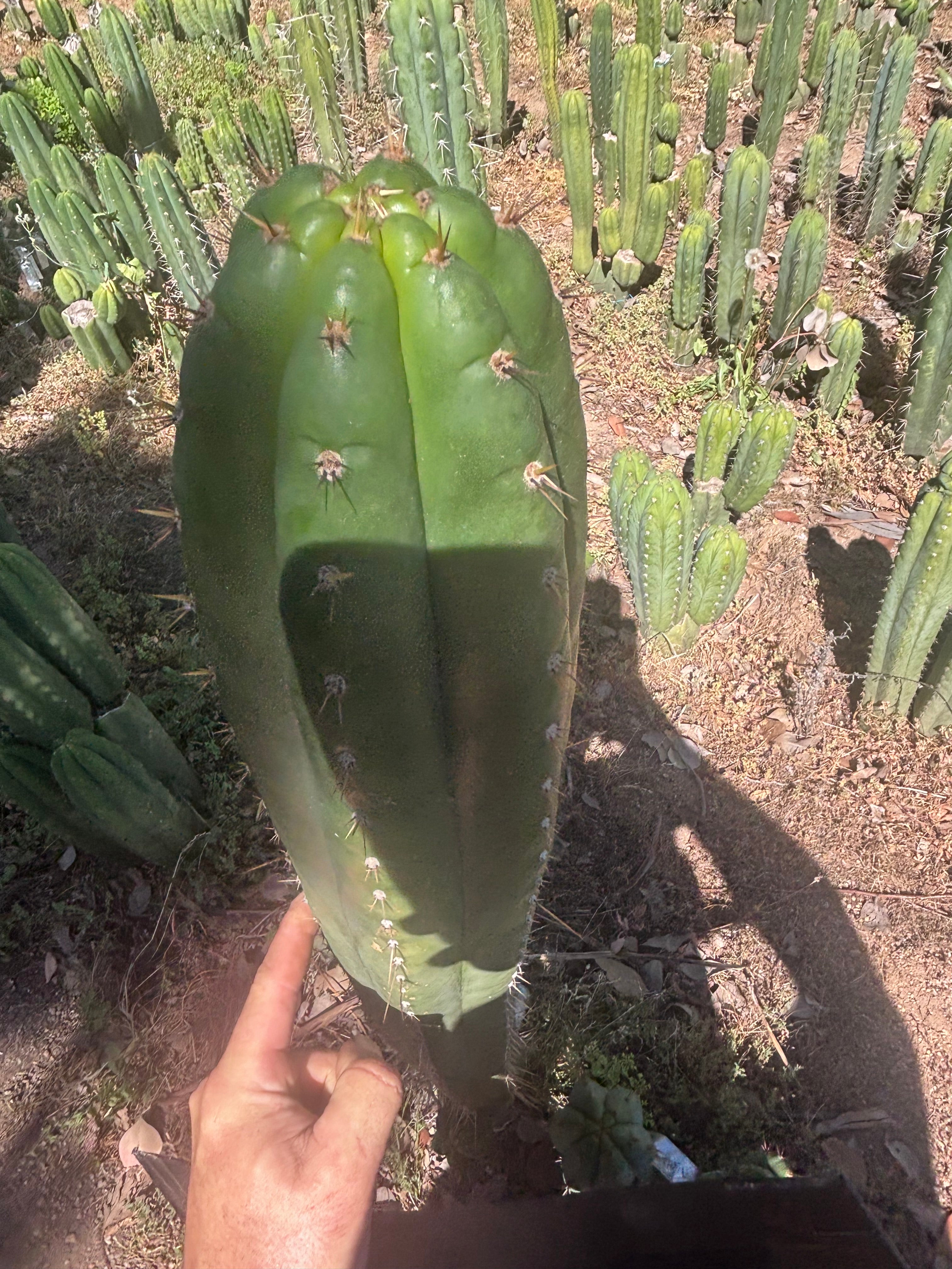 💎👑🌶️ Torres & Torres — XL 14” Tip