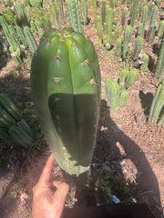 💎👑🌶️ Torres & Torres — XL 14” Tip