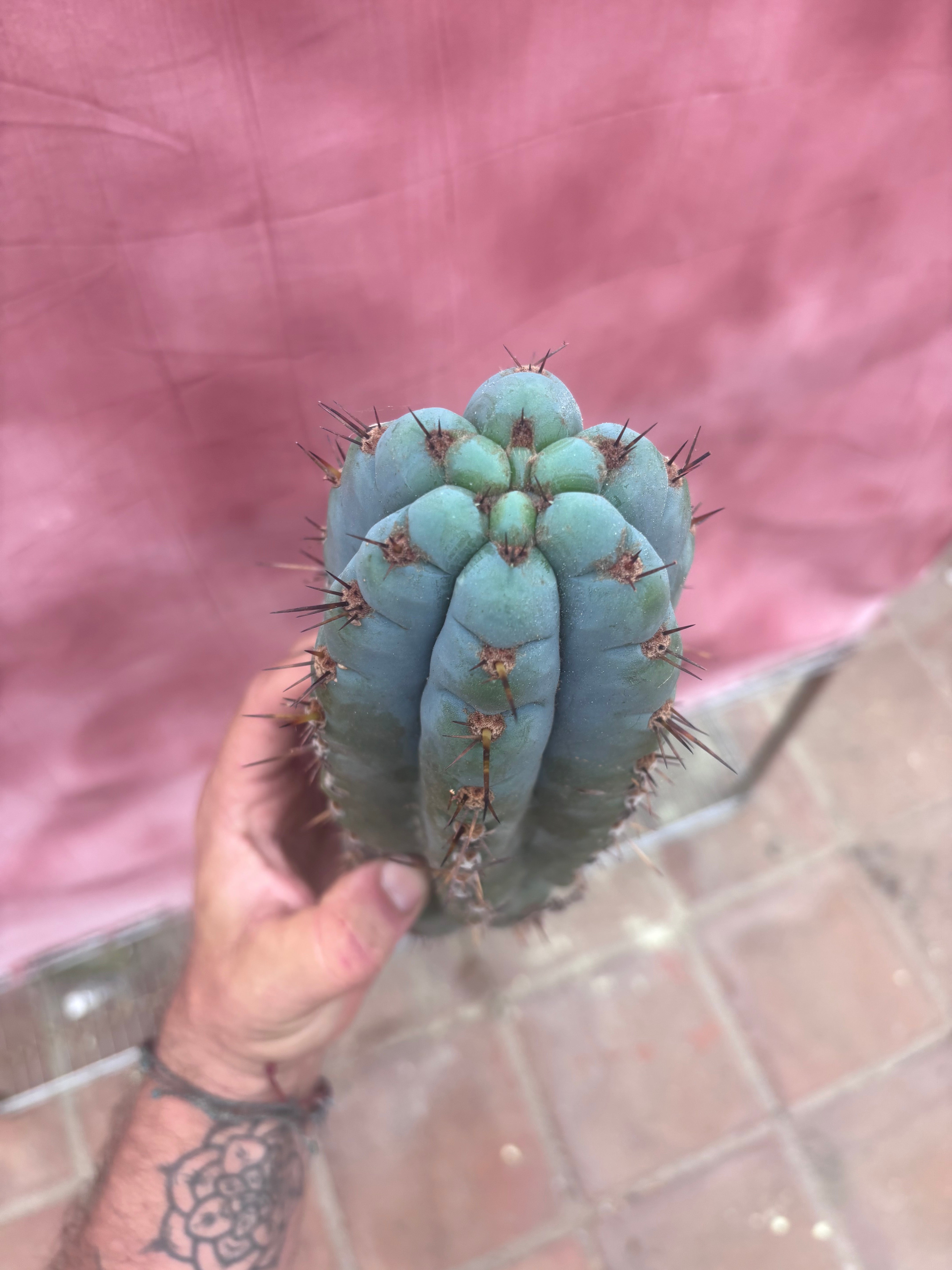 💎👑💎 Papa Smurf — 11” Pup