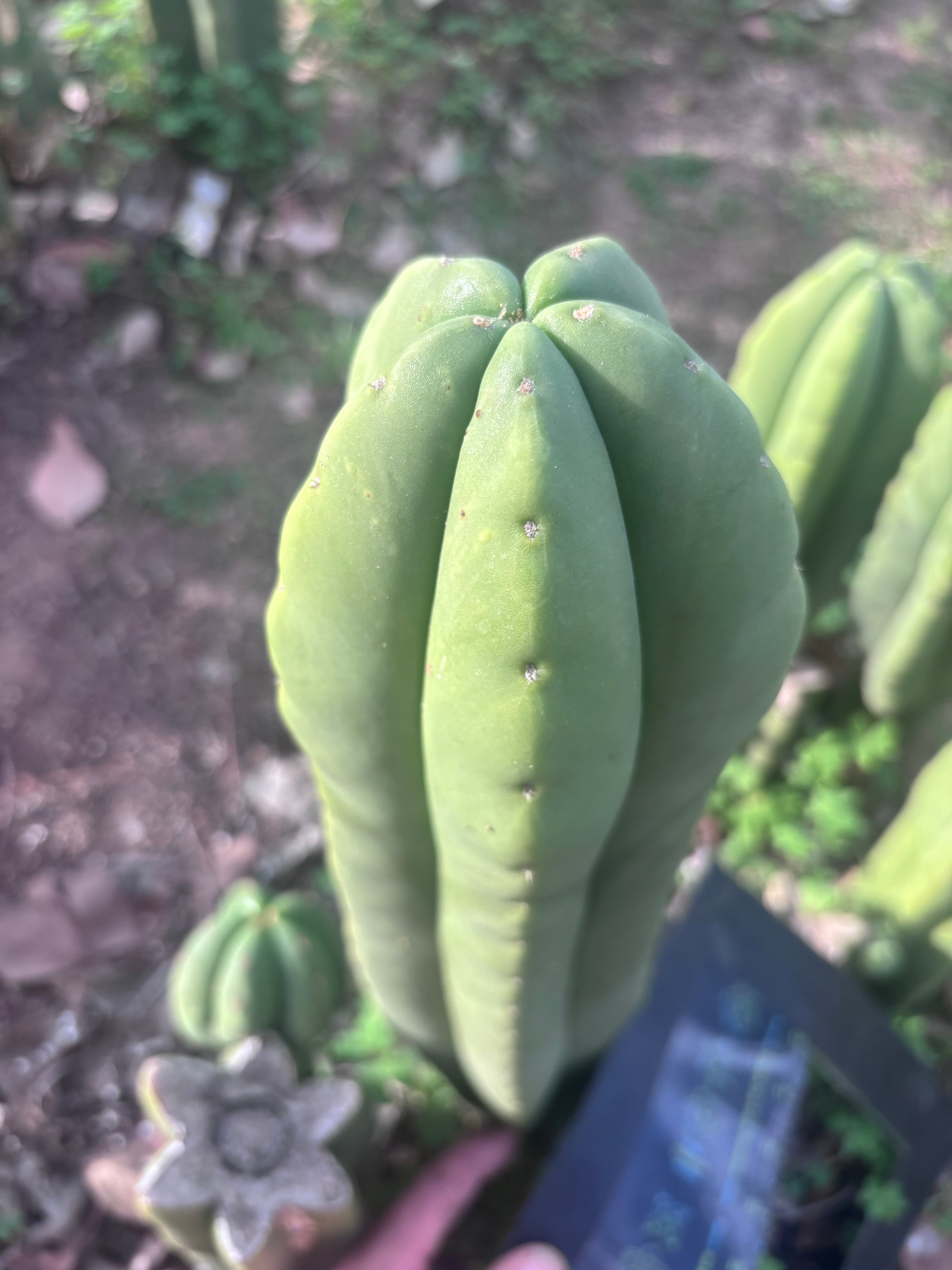 👑💎 Aussie Scop — XL 14” Tip