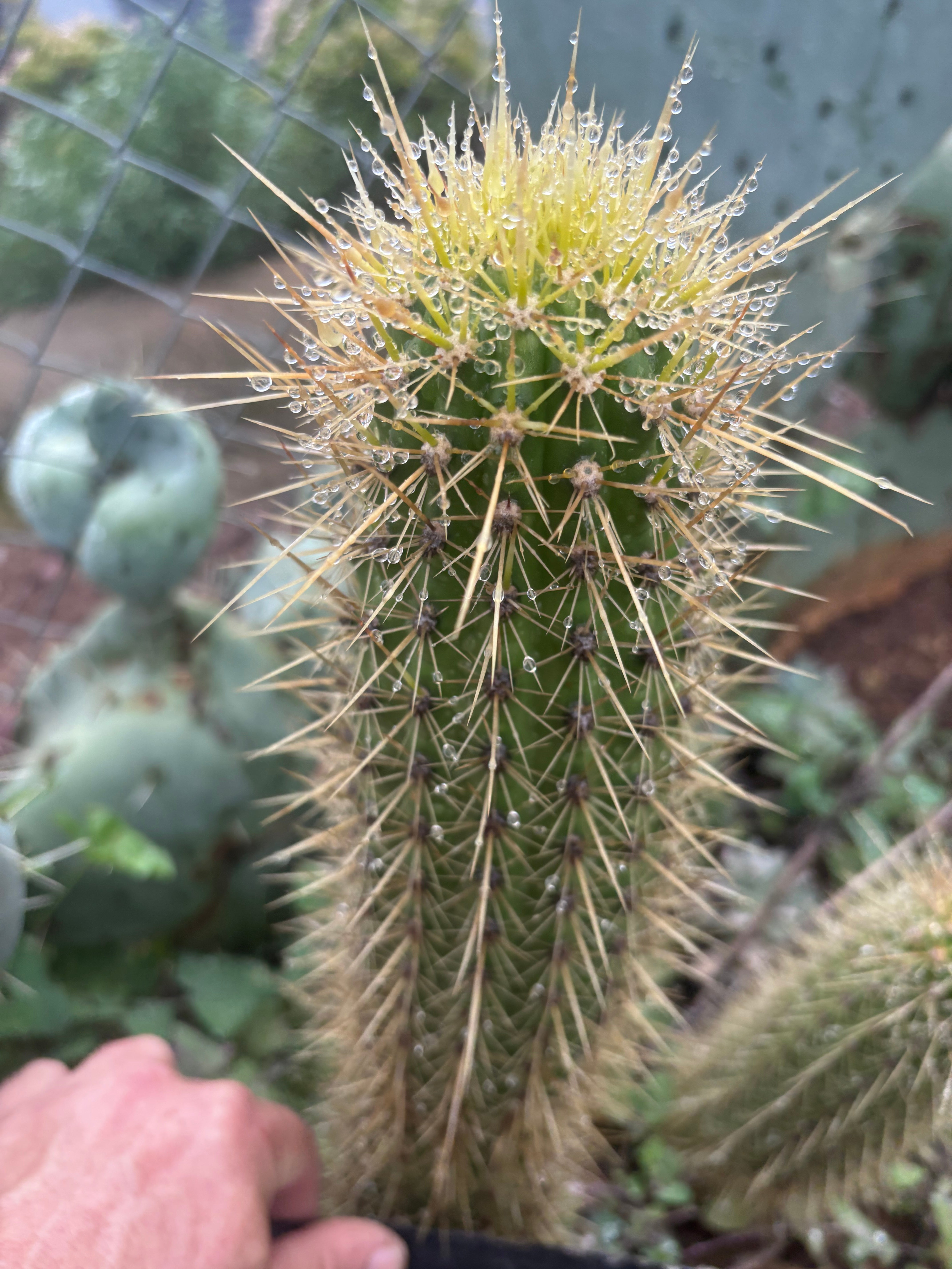 💎 T.Camarguensis  — 11” Tip