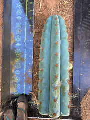 👑💎 Papa Smurf — 11” Tip