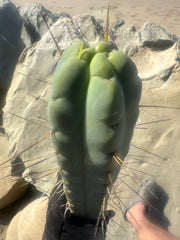 👑💎🌶️ TBQM  — Massive 15” Tip