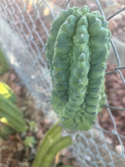 👑💎 Glorp — Another XL Graft