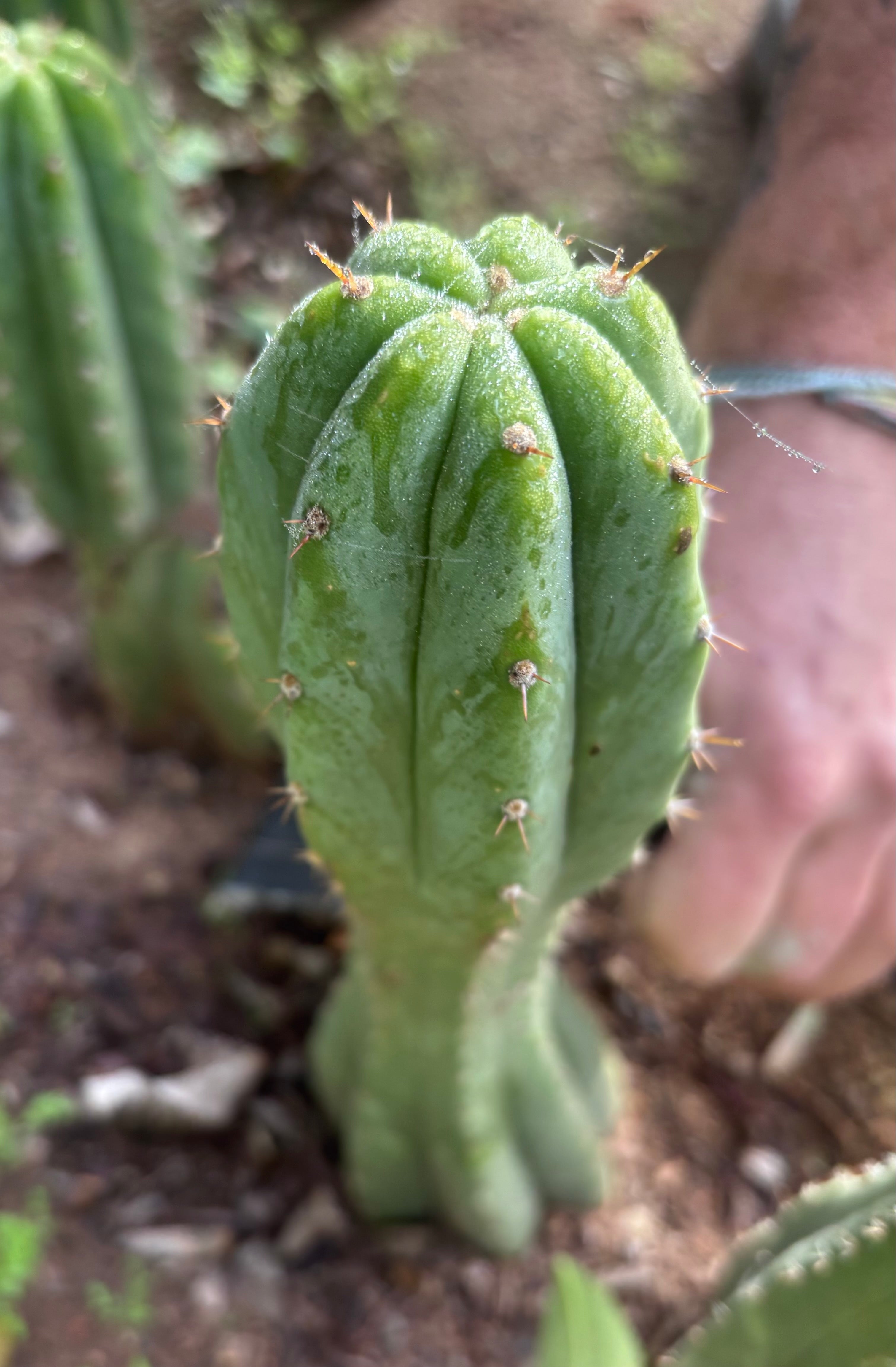 👑🌶️🌶️ Landfill — 9” Tip