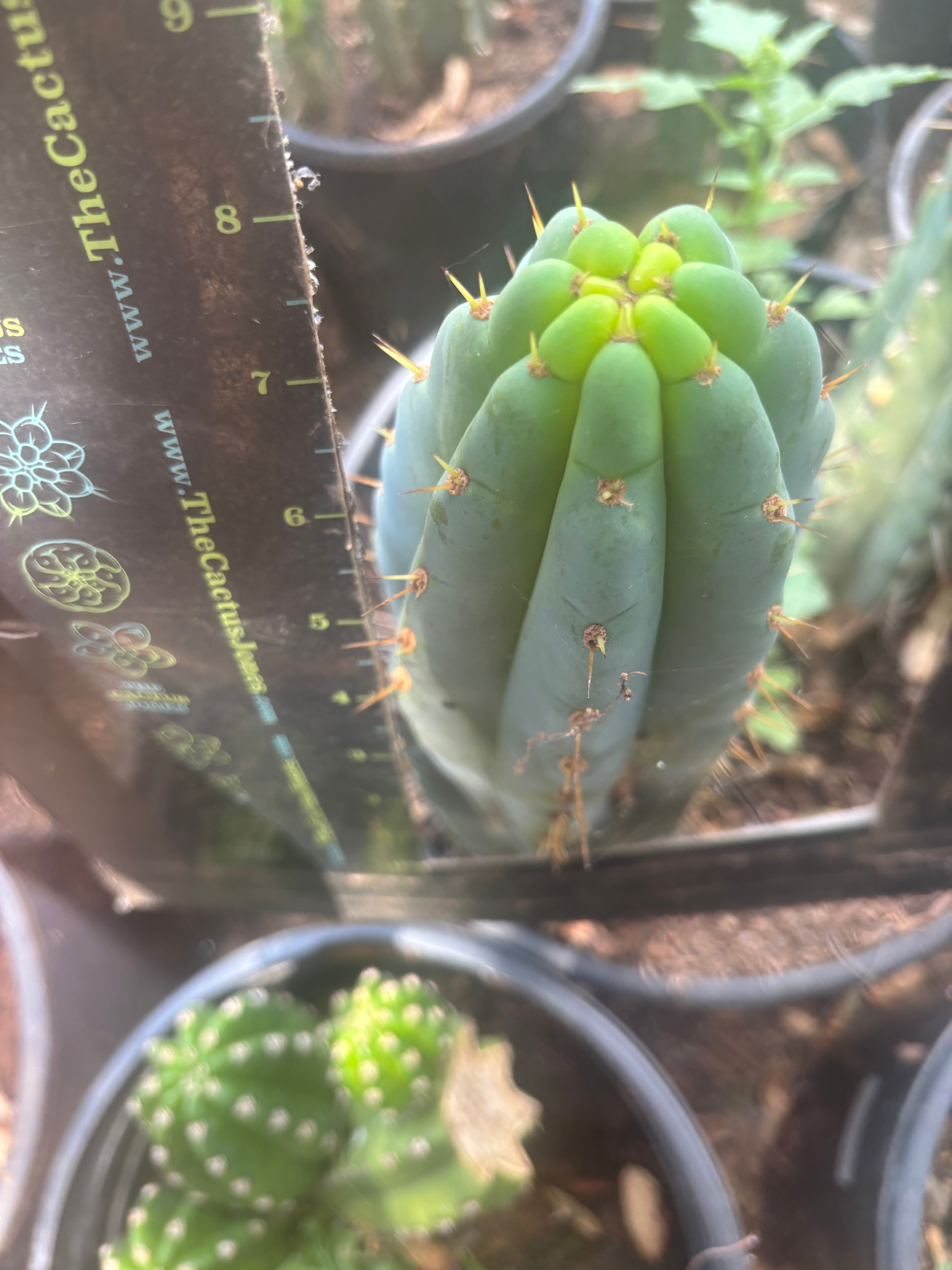 💎🌶️🌶️ NOM — 8.5” Tip