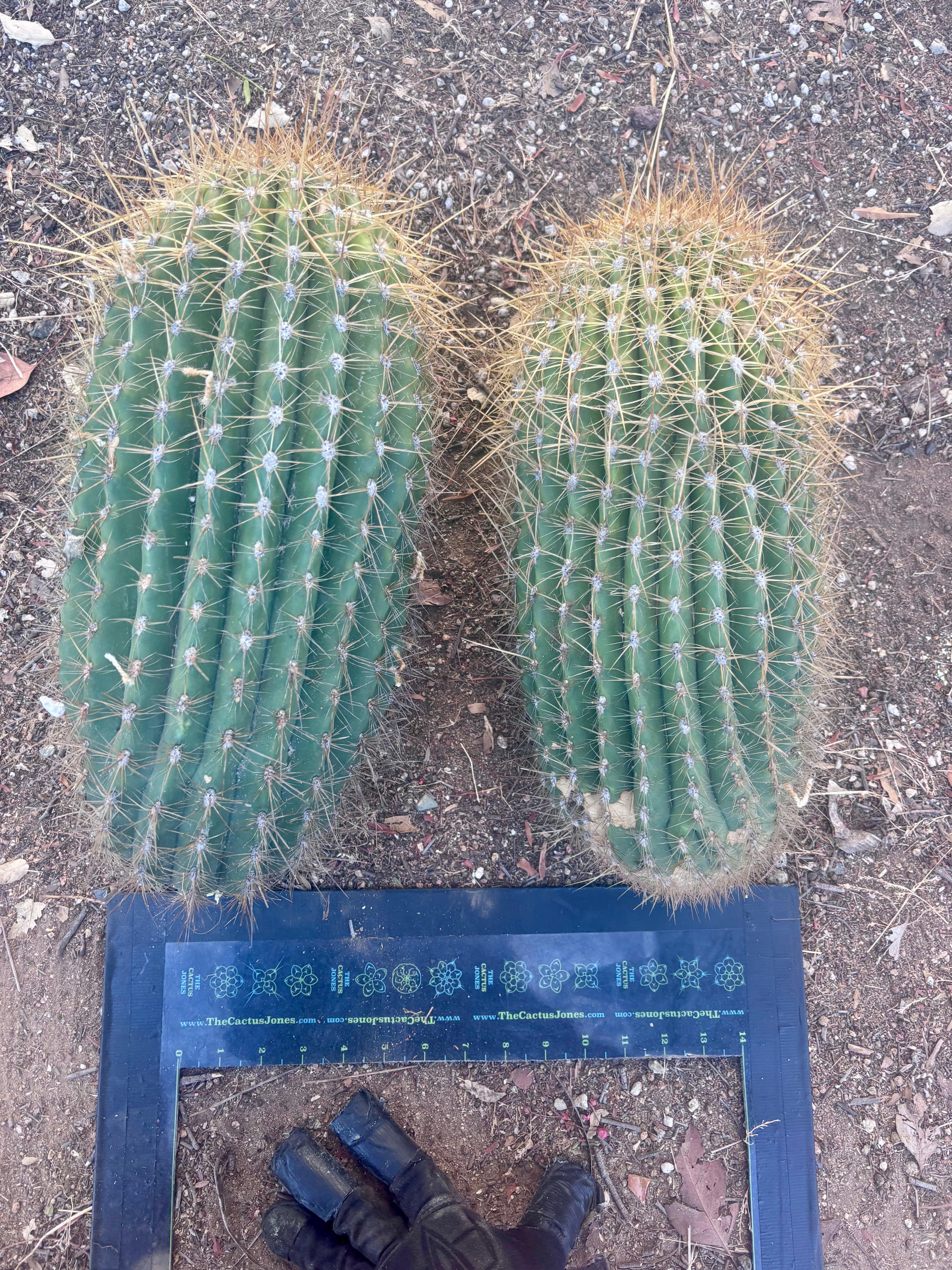 💎💎 T. Atacamensis — MASSIVE 17” Pups