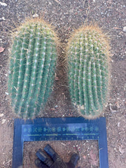 💎💎 T. Atacamensis — MASSIVE 17” Pups