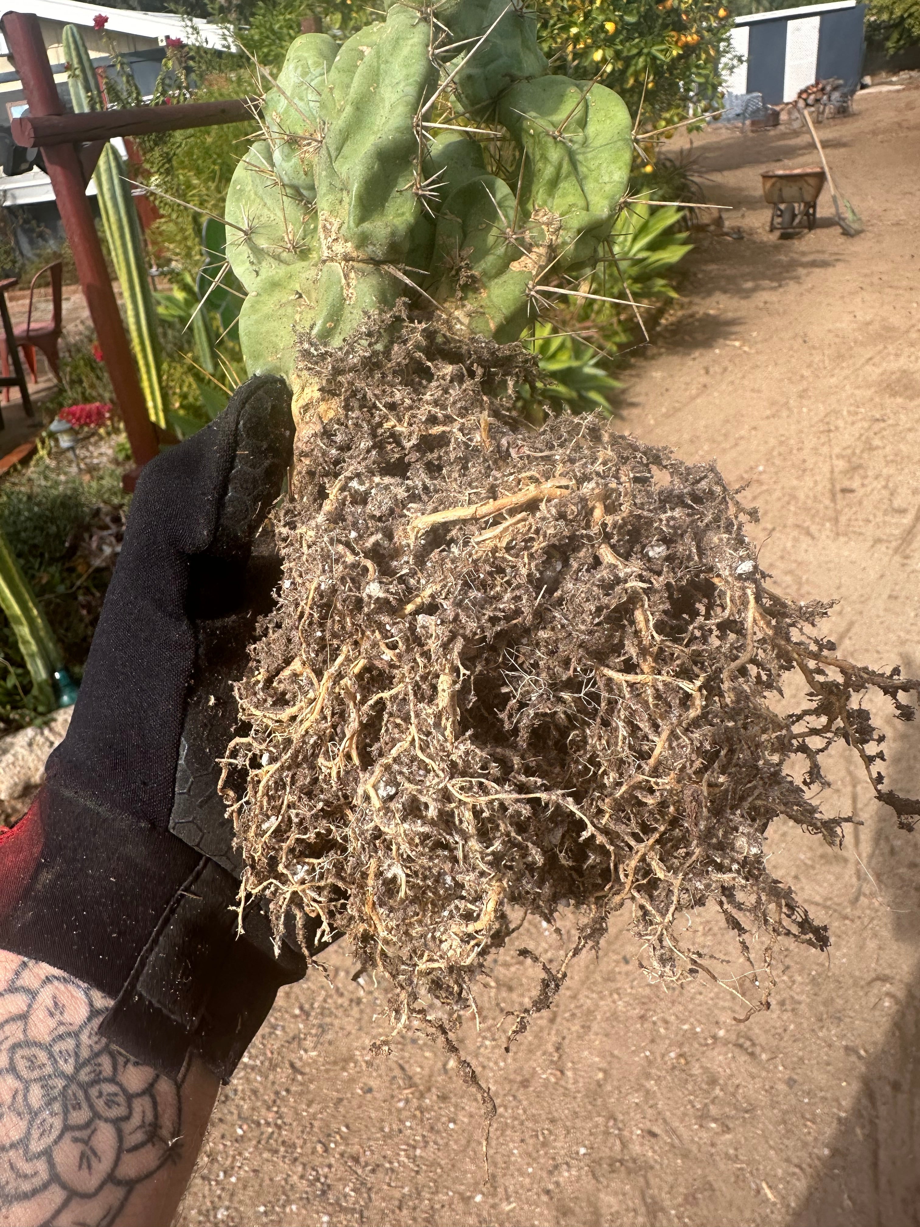👑🌶️🌶️  TBM  — XXL Rooted Cluster