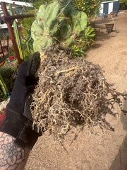 👑🌶️🌶️  TBM  — XXL Rooted Cluster