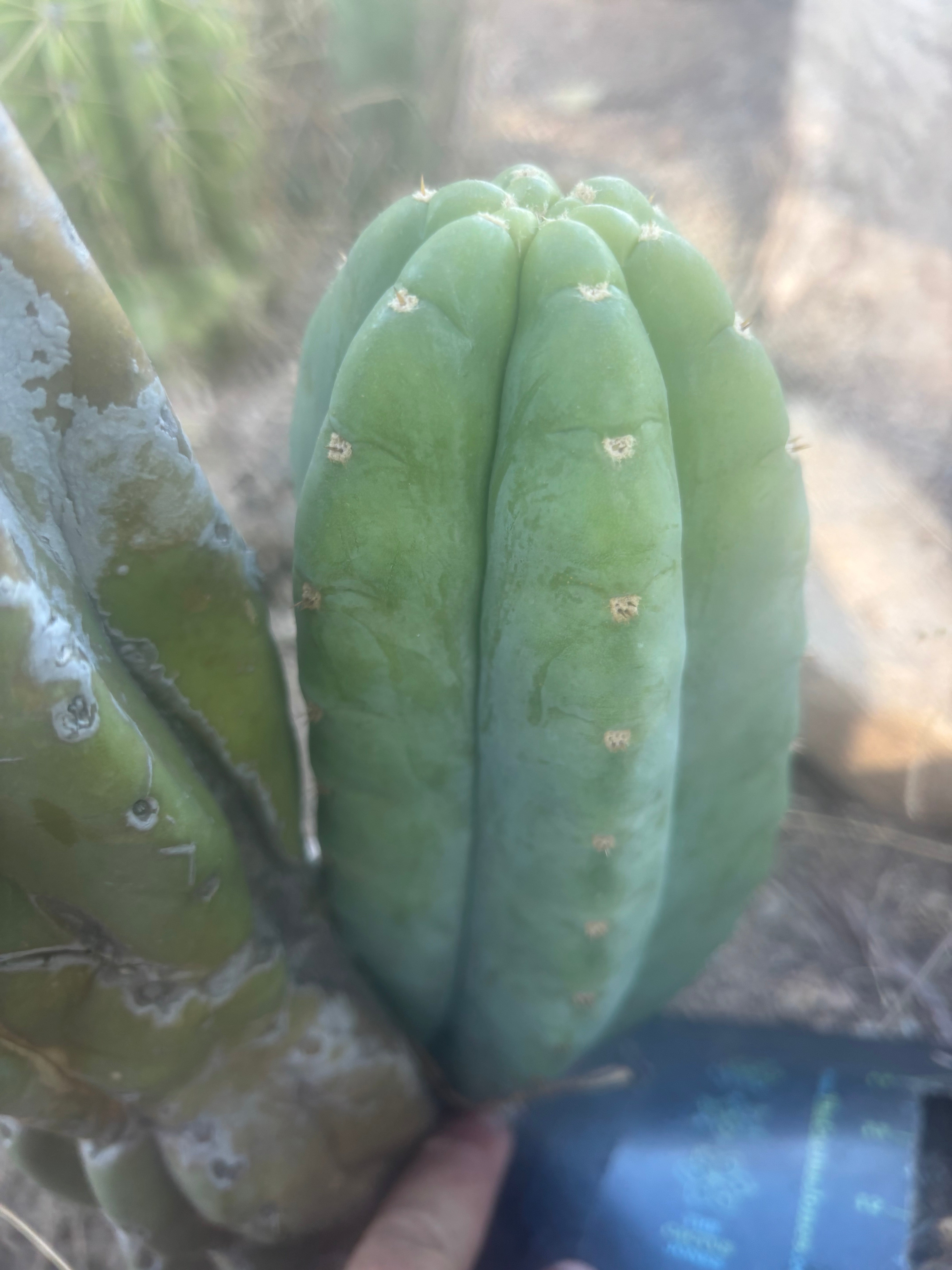 👑🌶️🌶️ Cahuilla  — Fat 8” Pup