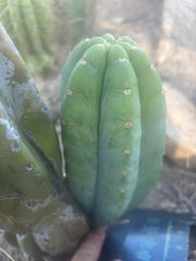 👑🌶️🌶️ Cahuilla  — Fat 8” Pup