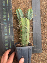 Wild Andes x SS02 — 10” Rooted Mid w/ Pups