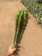 💎 Chavin de Huantar x Lumberjack — Seed Grown XL Rooted