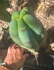 👑 Lotusland Huanu — Fat n Frosty 10” Tip