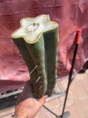 👑🌶️🌶️ Eileen — Massive 15” Mid
