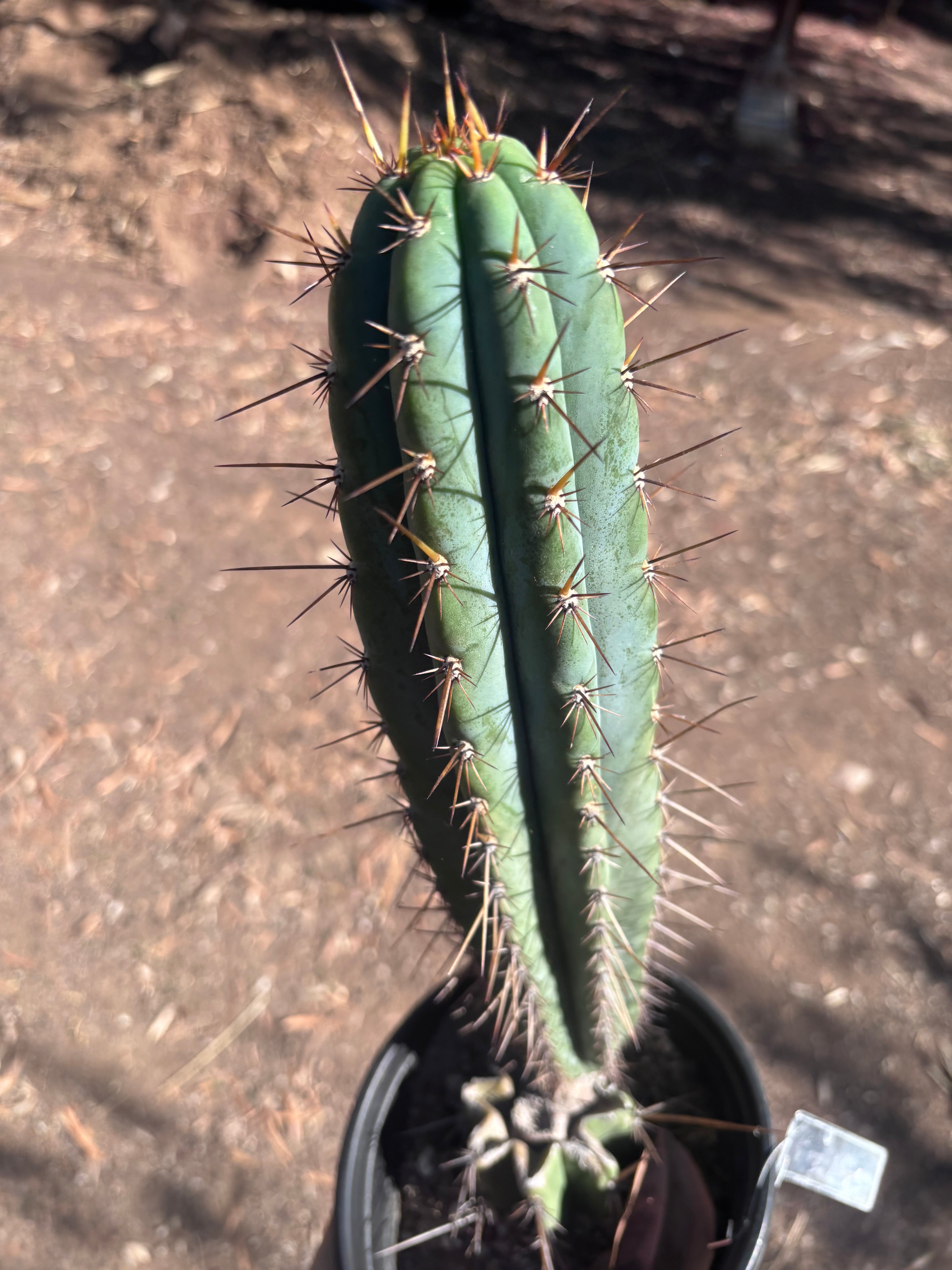💎👑💎(🌶️ ) Tipz — Fully Rooted 16”