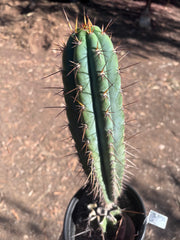 💎👑💎(🌶️ ) Tipz — Fully Rooted 16”