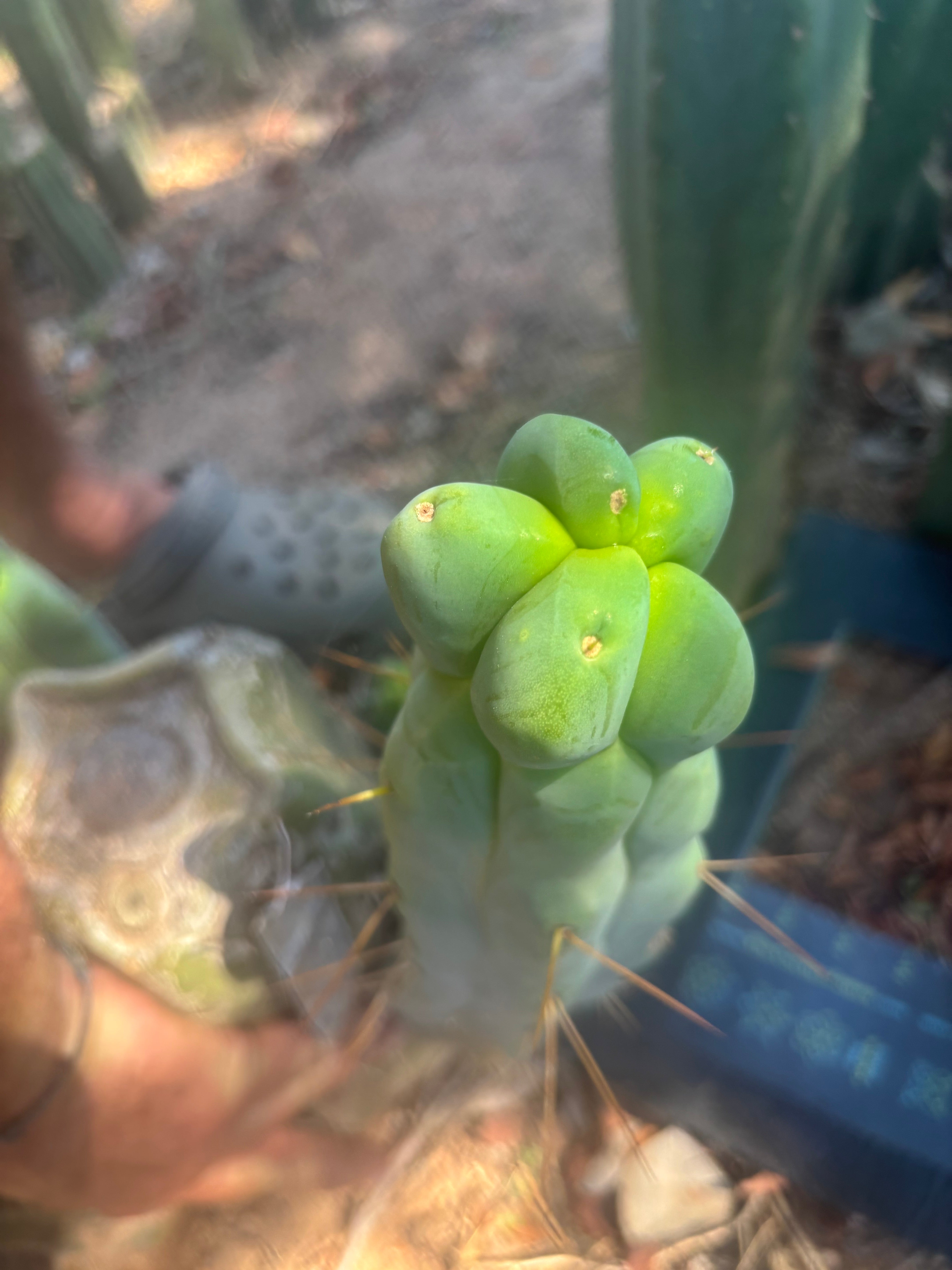 👑💎🌶️ Caballero — 11” Pup