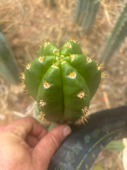 💎👑💎🌶️ CareBear — Chonky 5” Tip