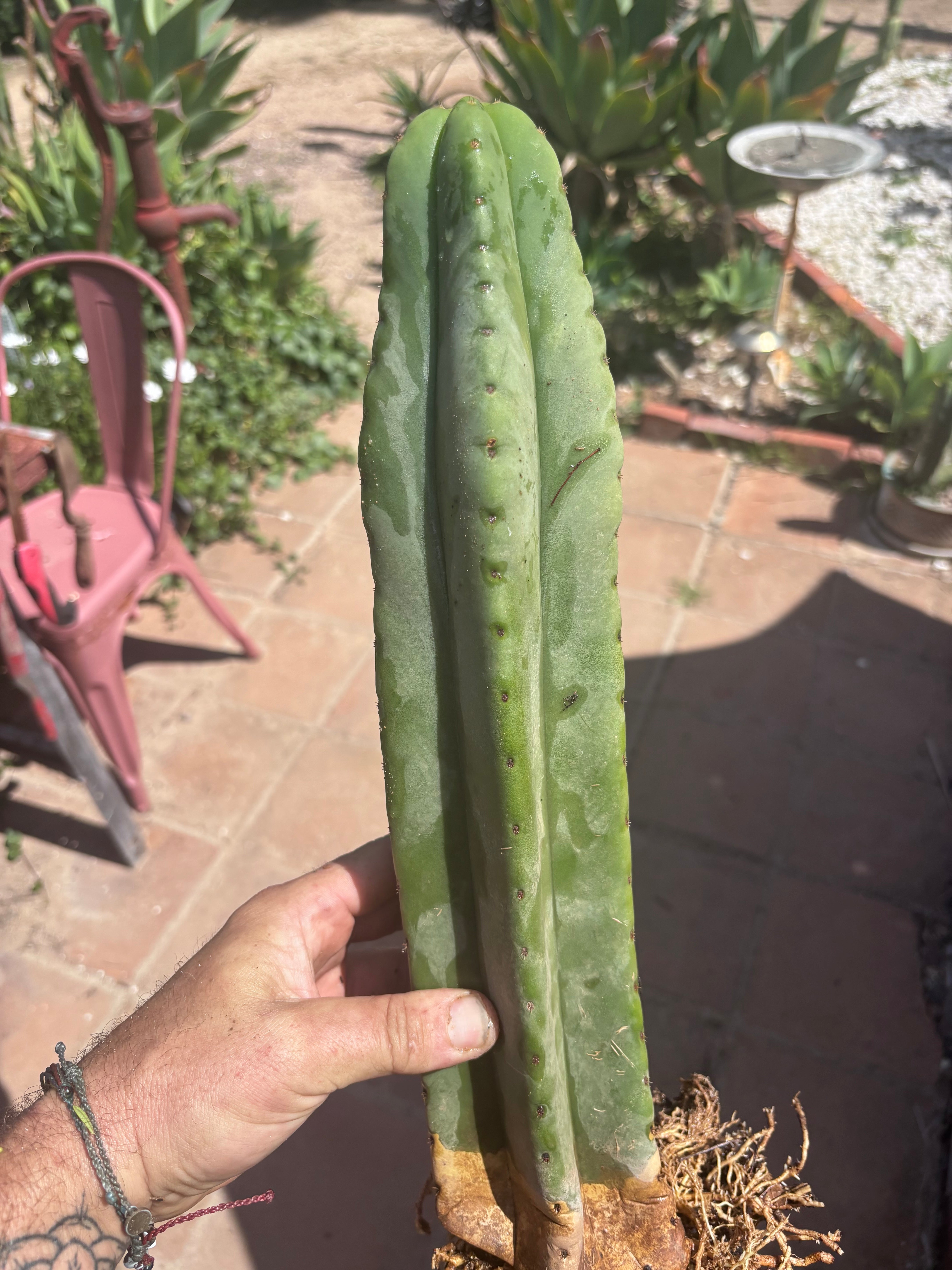 👑🌶️ Scop A — Fully Rooted 15” Tip