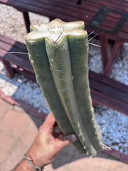 👑🌶️🌶️ Eileen — Massive 16” Mid