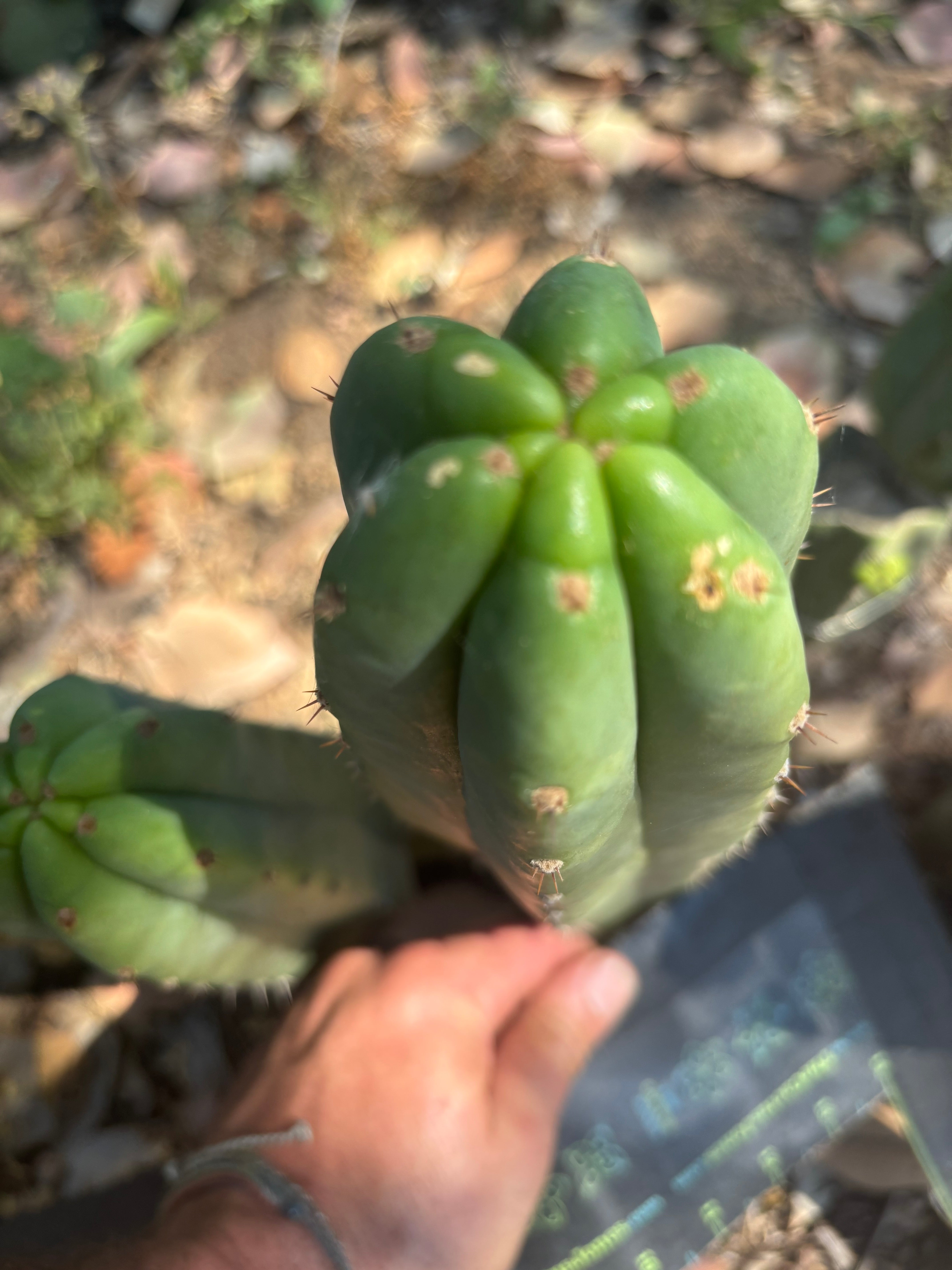 👑🌶️🌶️ Landfill — 11” Tip