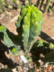 🌶️🌶️ NoidTwo — 10” Tip