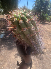 💎 Tacaquirensis — Massive 16” Pup