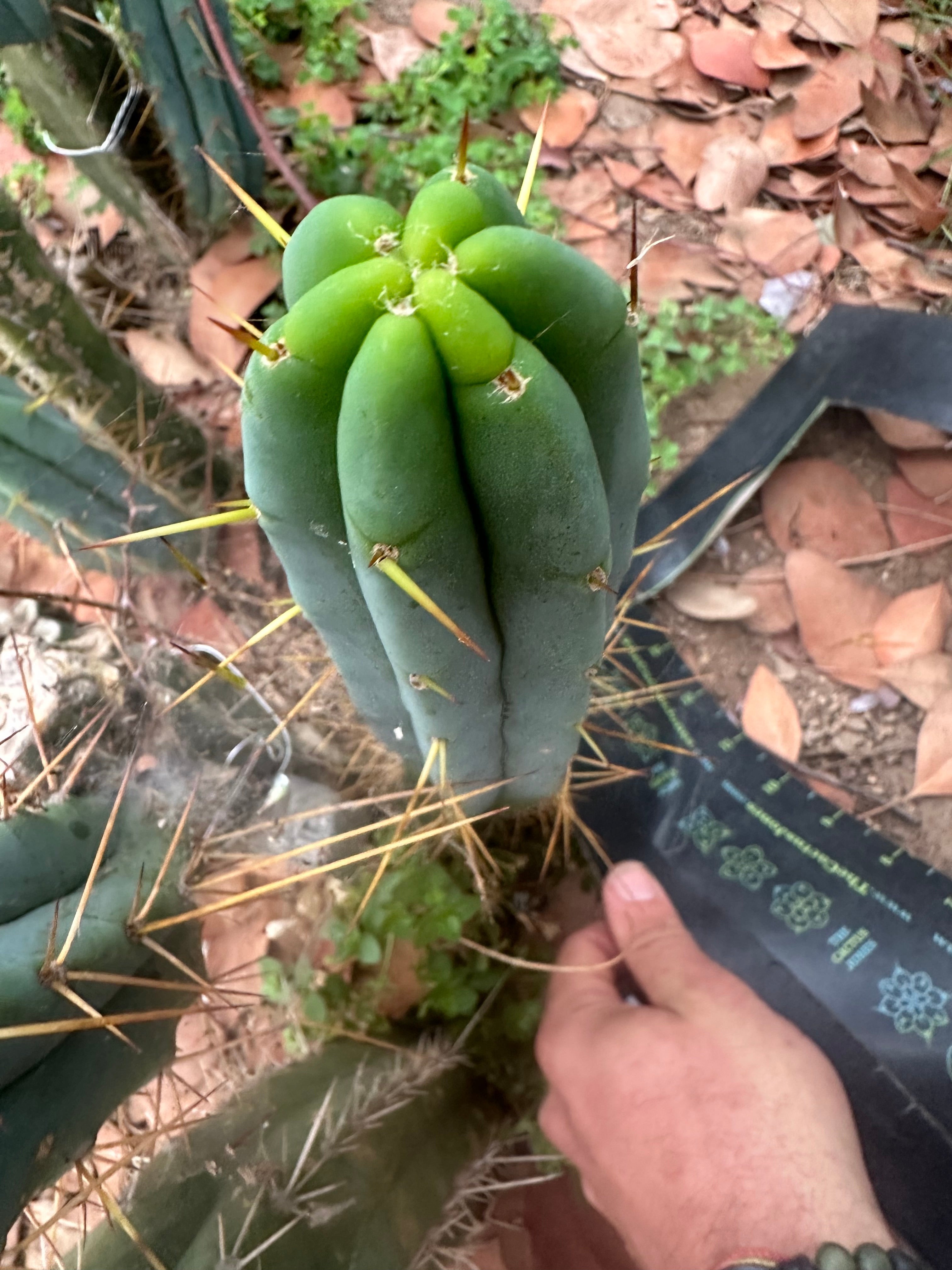 🌶️ Baker Helen Bridge — 12” Tip