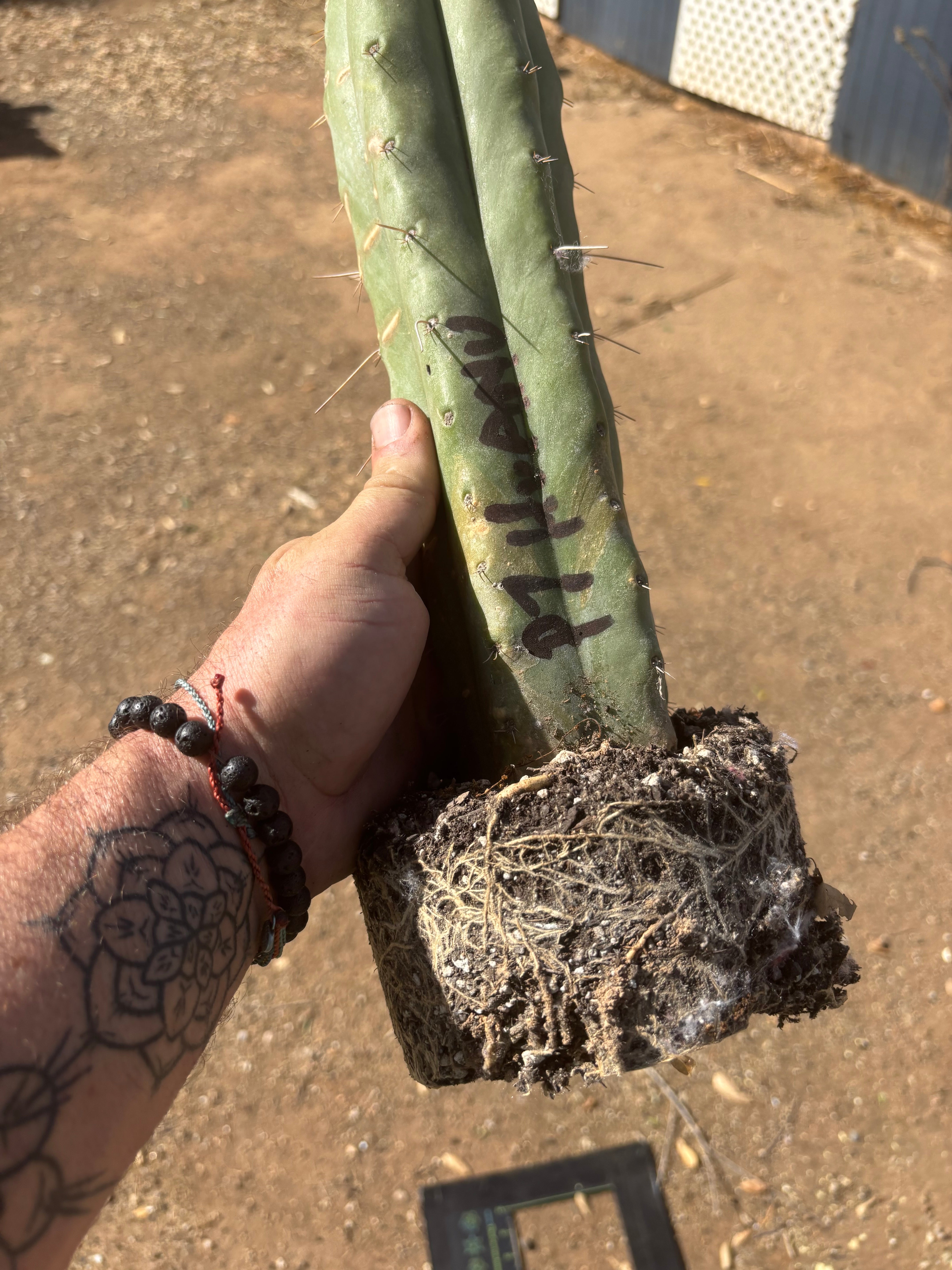 👑 Big Mac Huanu (P7)  — XL 15” Fully Rooted Stump