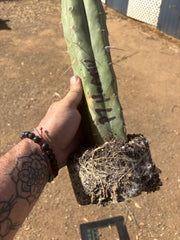 👑 Big Mac Huanu (P7)  — XL 15” Fully Rooted Stump