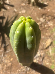 👑💎🌶️ “Lil Inca” / JN08.2379M  — Chunky 5.5” Tip