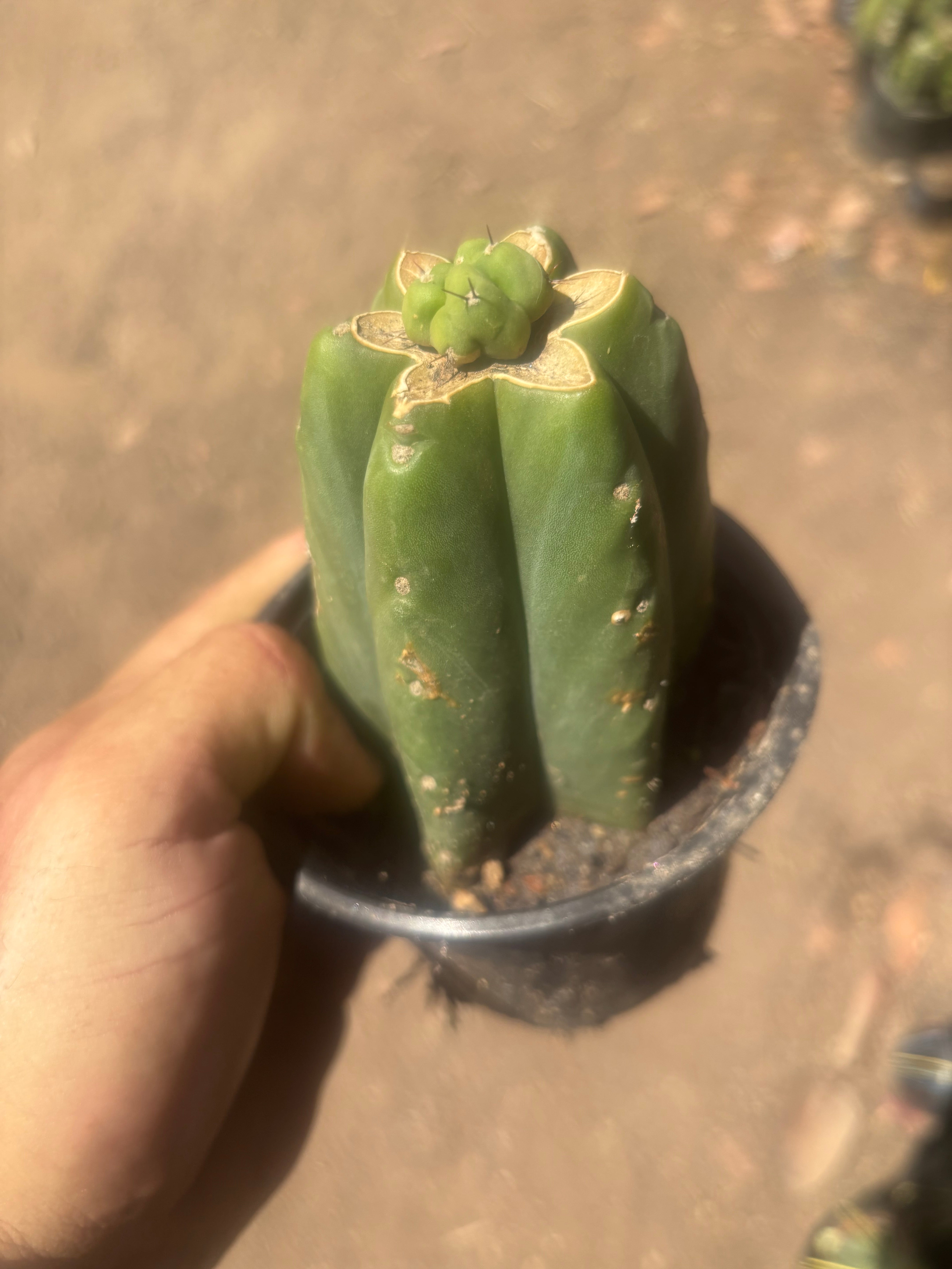 👑💎🌶️  CSD — Another Pup Graft on Rooted Pierre