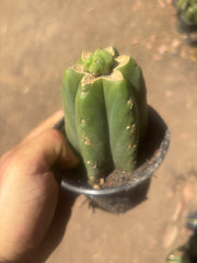 👑💎🌶️  CSD — Another Pup Graft on Rooted Pierre