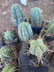 👑🌶️ Jiimz Strong Spine — Rooted Tips