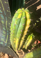 👑 Variegated Pachanoi — 9” Tip