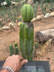 👑🌶️🌶️ KR04 — Established Tip Graft