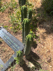 👑🌶️ Exotic Gardens — 10” Pups