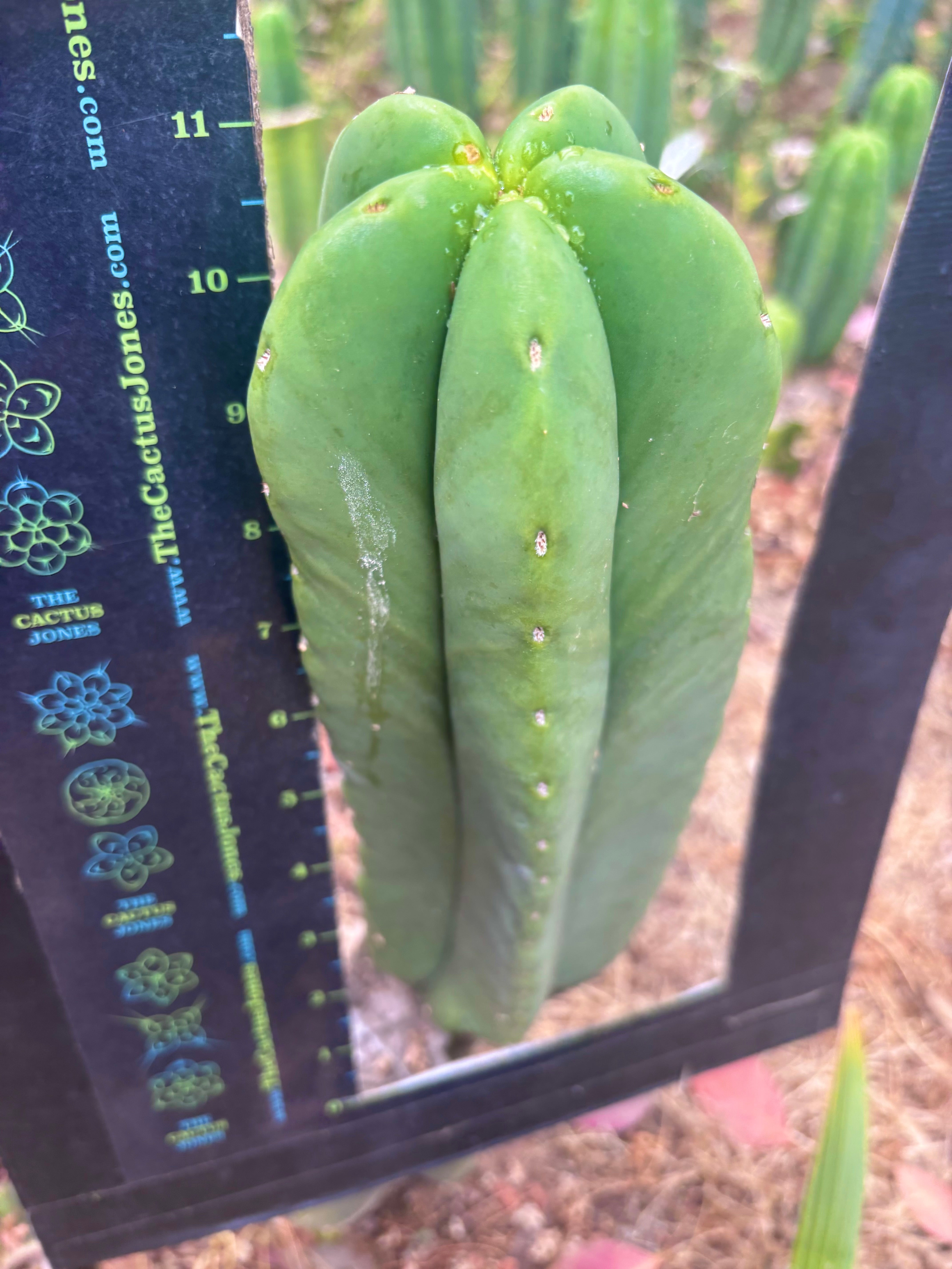 👑🌶️ Zulk — XL FAT 11” Pup