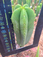👑🌶️ Zulk — XL FAT 11” Pup