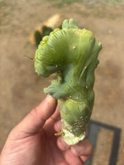 👑💎🌶️🌶️ TBMC